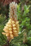 Pinus mugo